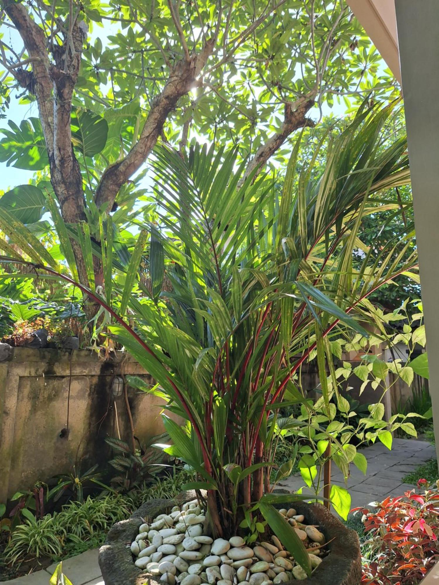 Kasapa Inn Ubud Exterior foto